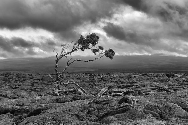 Lone tree in the lava fields - Big Island, Hawai'i
