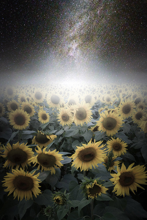 Milky Way galaxy over sunflowers at Colby Farm - Newbury, Massachusetts