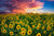 Colby Farm sunflowers at sunset - Newbury, Massachusetts