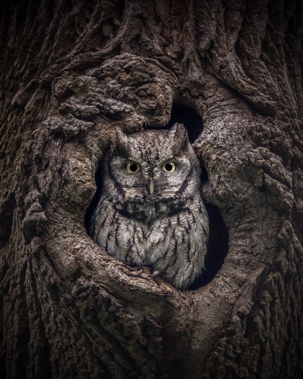 Gray morph eastern screech owl -Massachusetts