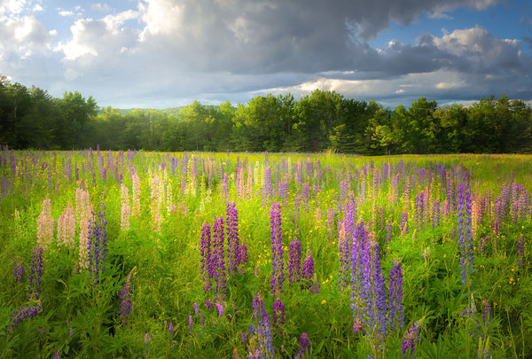 Afternoon light during the Sugar Hill Lupine Festival - White Mountains, New Hampshire
