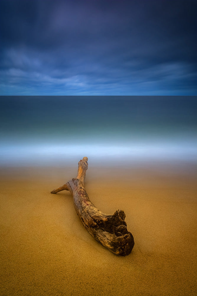 Driftwood on Plum Island beach - Newburyport, Massachusetts