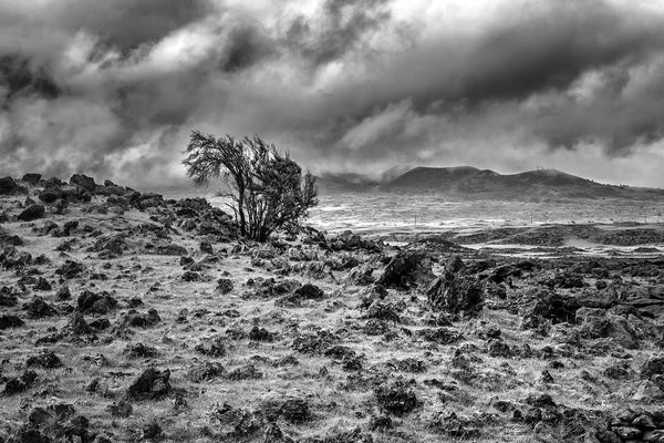 Lava fields - Big Island, Hawai'i